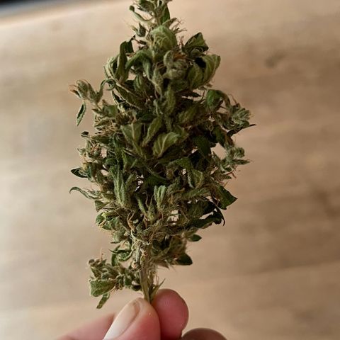 Wedding Cake growlog timeline photo