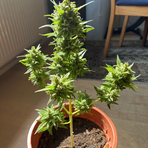 Lava Cake growlog timeline photo