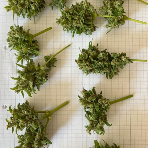 Lava Cake growlog timeline photo