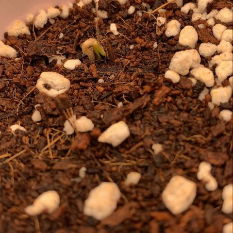 White Widow (seedsman) growlog photo