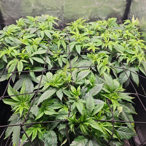 Girl Scout Cookies growlog timeline photo