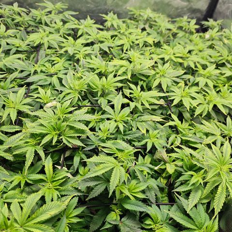 Girl Scout Cookies growlog timeline photo