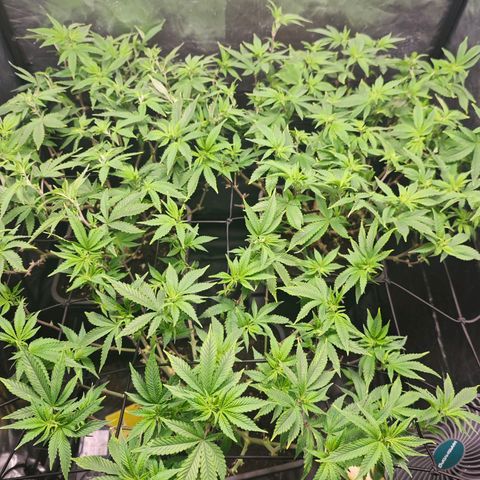 Girl Scout Cookies growlog photo: Nach dem Beschneiden 