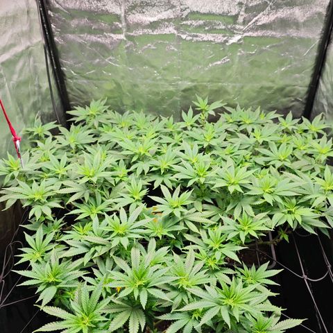 Girl Scout Cookies growlog timeline photo