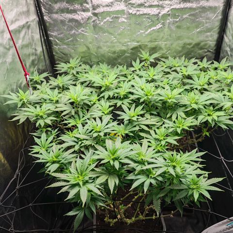 Girl Scout Cookies growlog timeline photo