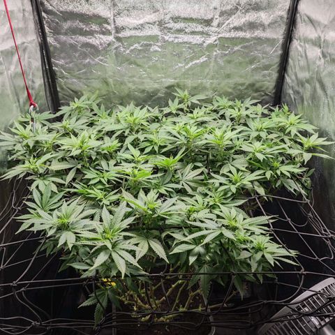 Girl Scout Cookies growlog timeline photo