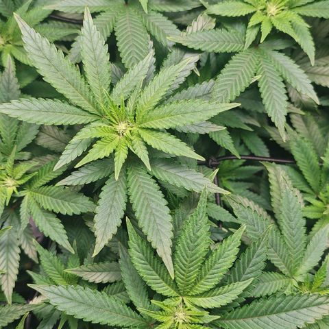 Girl Scout Cookies growlog timeline photo