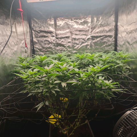 Girl Scout Cookies growlog timeline photo