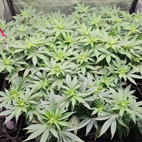 Girl Scout Cookies growlog timeline photo