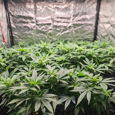 Girl Scout Cookies growlog timeline photo