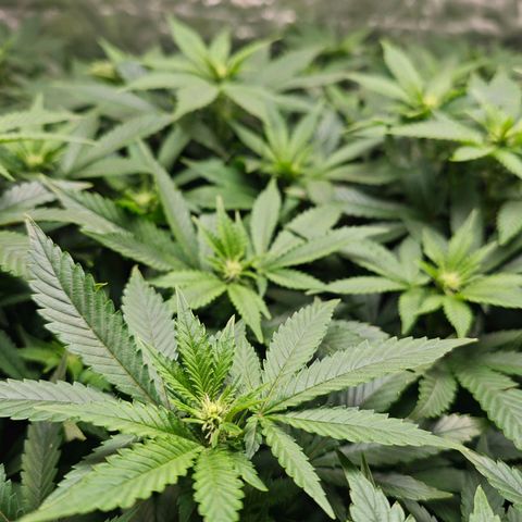 Girl Scout Cookies growlog timeline photo