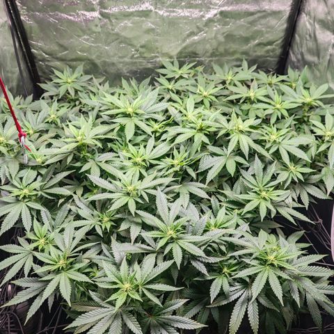 Girl Scout Cookies growlog timeline photo