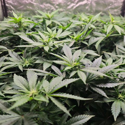 Girl Scout Cookies growlog timeline photo