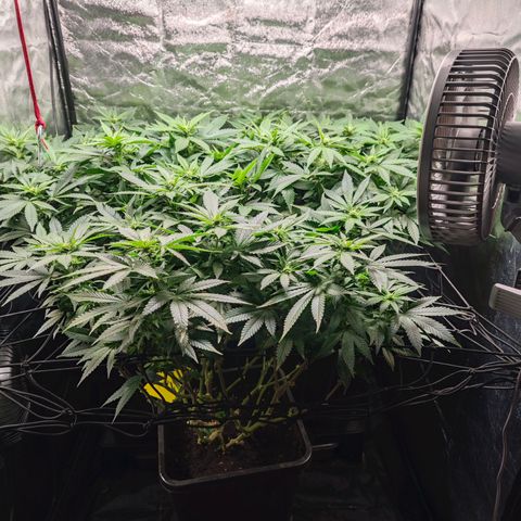Girl Scout Cookies growlog timeline photo