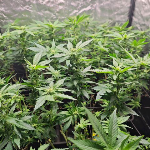 Girl Scout Cookies growlog timeline photo