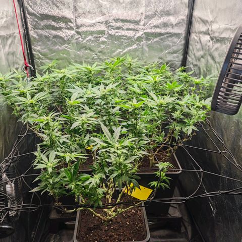 Girl Scout Cookies growlog timeline photo