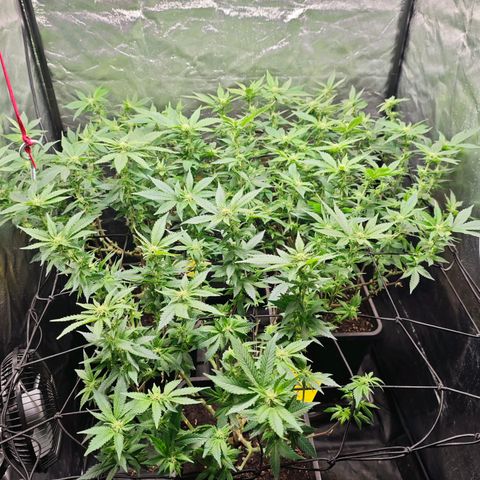 Girl Scout Cookies growlog timeline photo