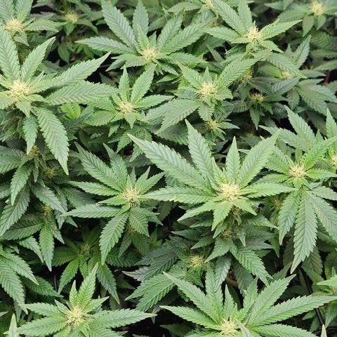 Girl Scout Cookies growlog timeline photo