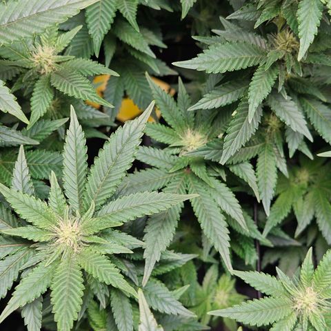 Girl Scout Cookies growlog timeline photo