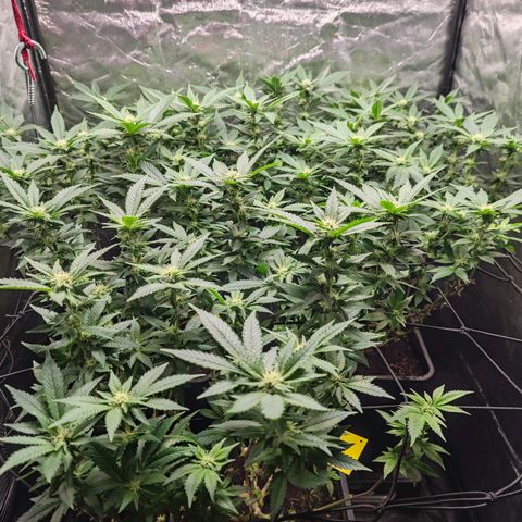 Girl Scout Cookies growlog timeline photo