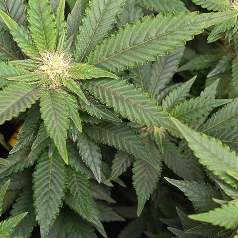 Girl Scout Cookies growlog timeline photo