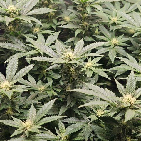 Girl Scout Cookies growlog timeline photo
