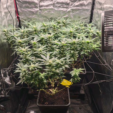 Girl Scout Cookies growlog timeline photo