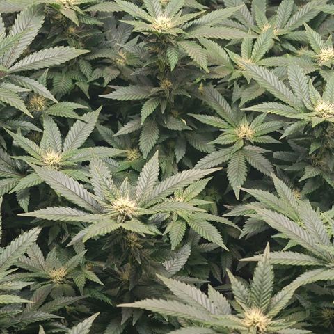 Girl Scout Cookies growlog timeline photo
