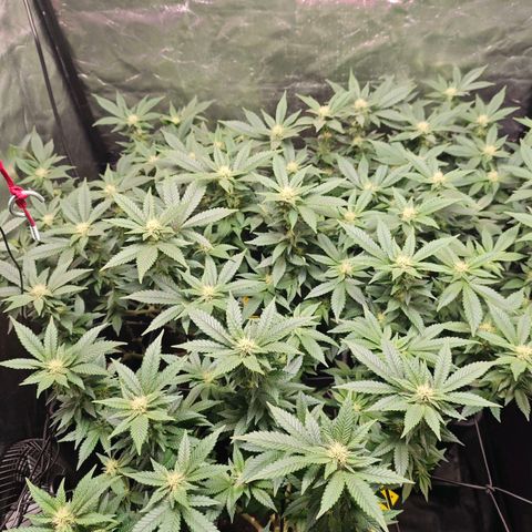 Girl Scout Cookies growlog timeline photo