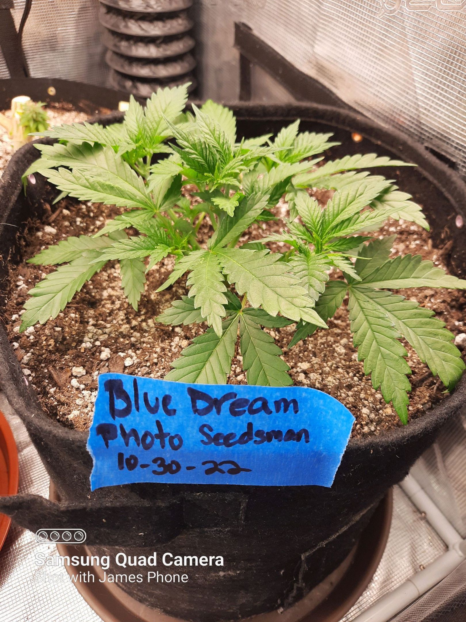 Blue Dream Feminized Photo  growlog header