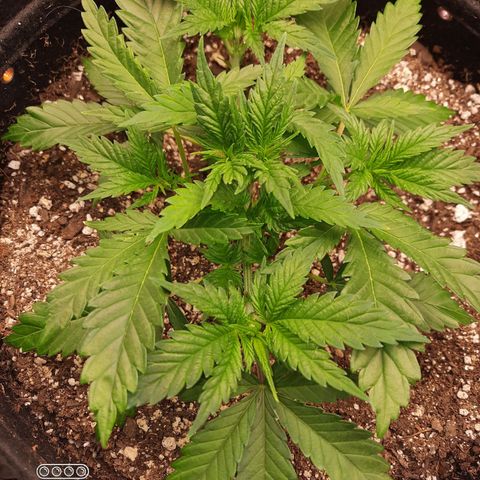 Blue Dream Feminized Photo  growlog photo
