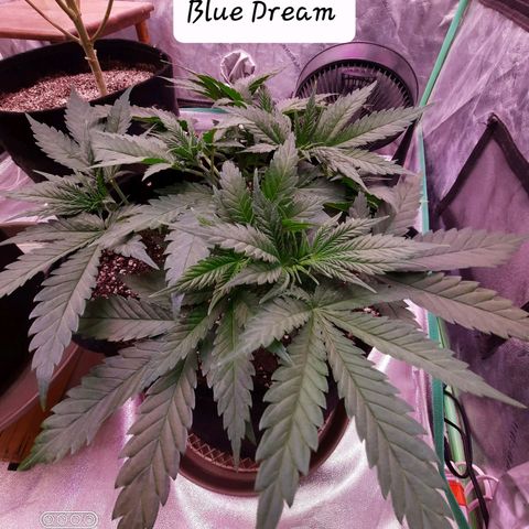 Blue Dream Feminized Photo  growlog photo