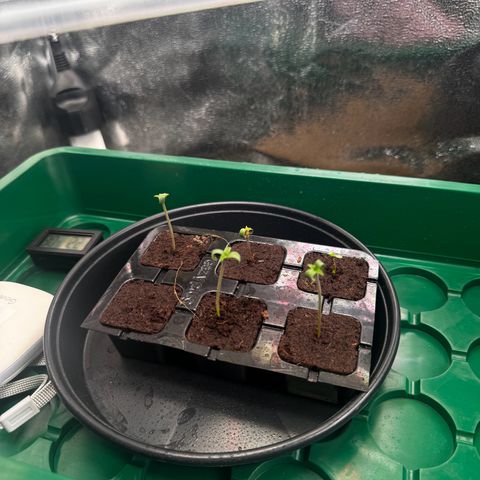 Pineapple Kush growlog timeline photo