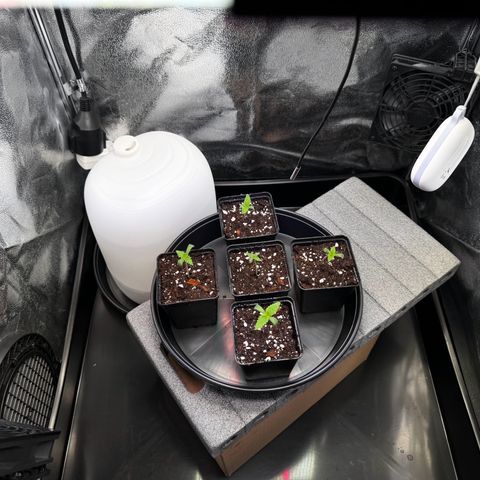 Pineapple Kush growlog timeline photo