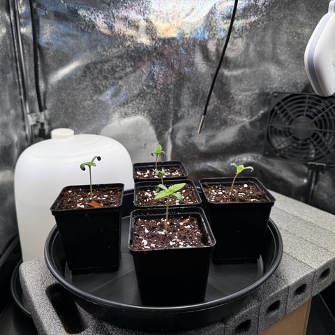 Pineapple Kush growlog timeline photo