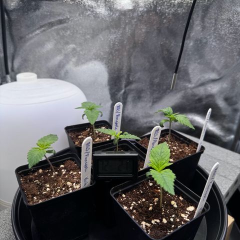 Pineapple Kush growlog timeline photo