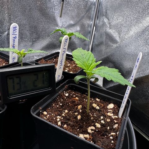 Pineapple Kush growlog timeline photo