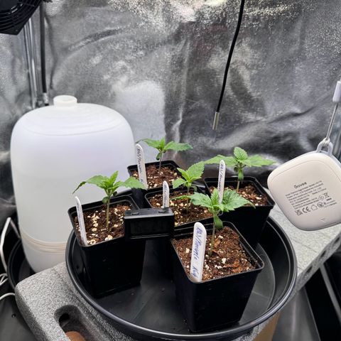 Pineapple Kush growlog timeline photo