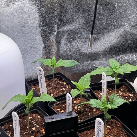 Pineapple Kush growlog timeline photo