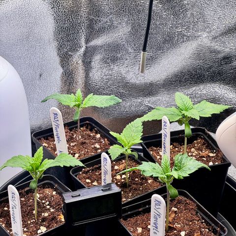 Pineapple Kush growlog timeline photo