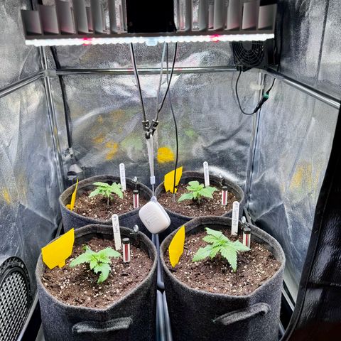 Pineapple Kush growlog timeline photo