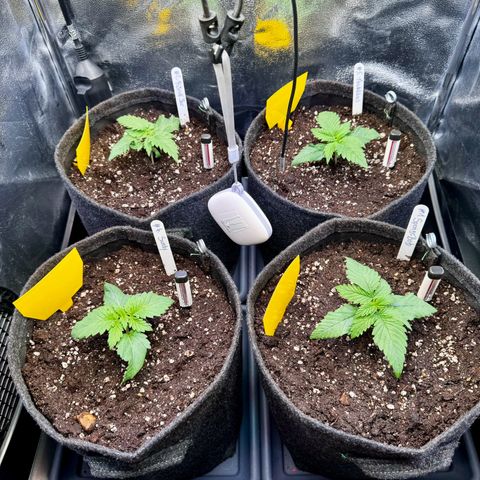 Pineapple Kush growlog timeline photo