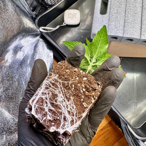 Pineapple Kush growlog timeline photo