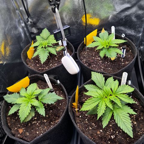 Pineapple Kush growlog timeline photo