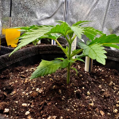 Pineapple Kush growlog timeline photo