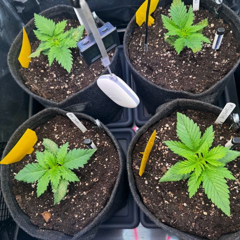 Pineapple Kush growlog timeline photo
