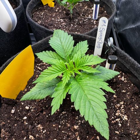 Pineapple Kush growlog timeline photo
