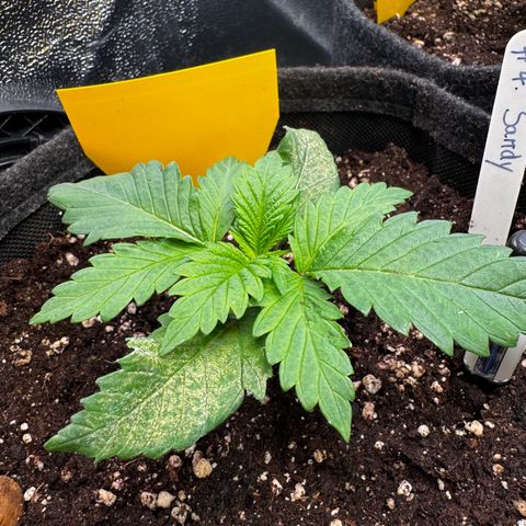 Pineapple Kush growlog timeline photo