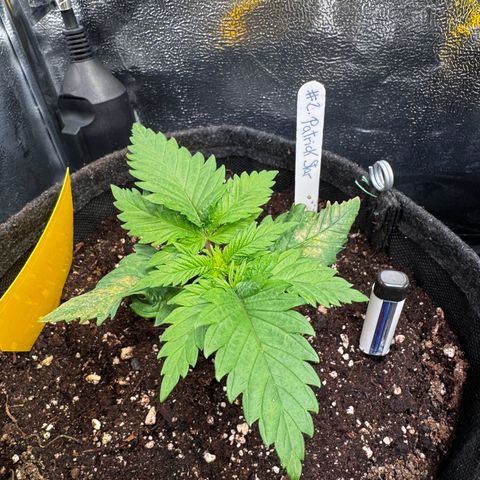 Pineapple Kush growlog timeline photo