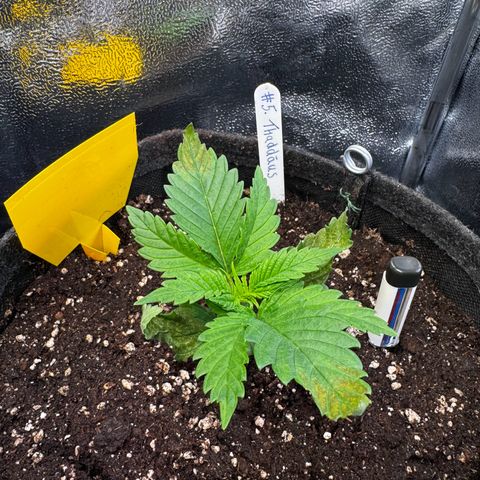 Pineapple Kush growlog timeline photo